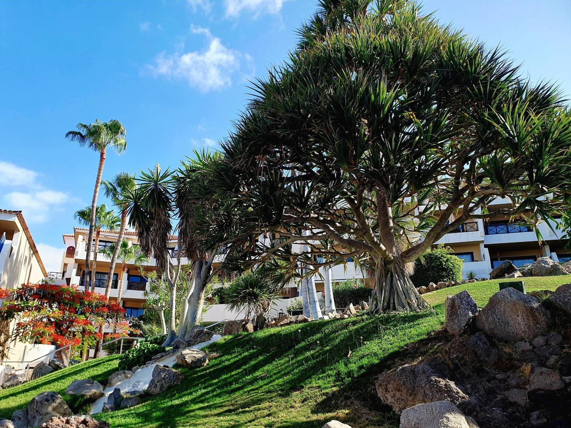 Spacious Apartment With Private Garden In Tenerife South San Miguel de Abona Extérieur photo